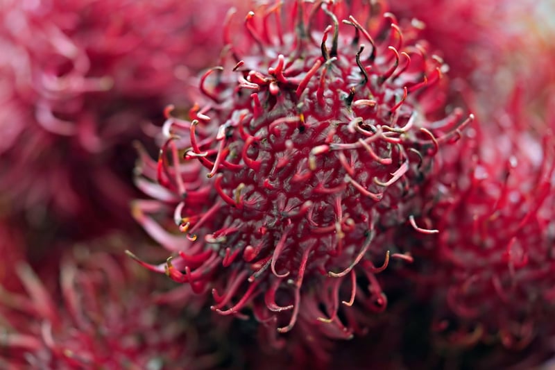 Rambutan Fruit